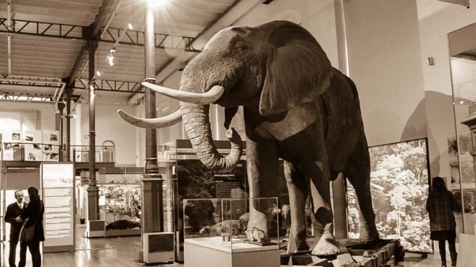 Madrid Museum of Natural Science elefant hall